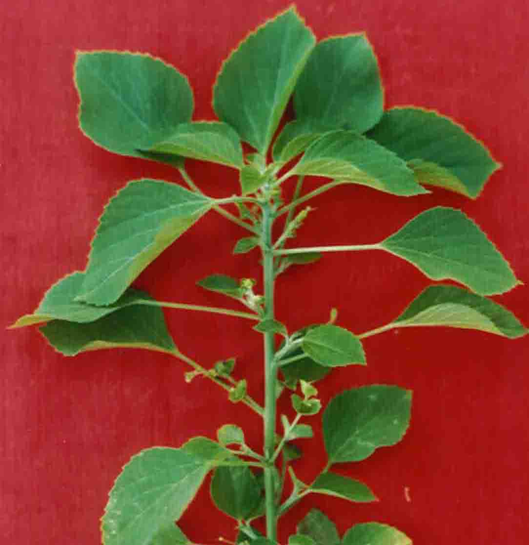 Acalypha indica